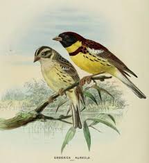 Image result for Emberiza aureola