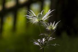 Image result for Alpendistel