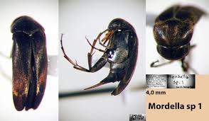 Attēlu rezultāti vaicājumam “Mordella sp.”