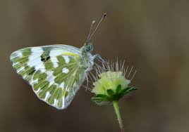Attēlu rezultāti vaicājumam “Pontia edusa underside”