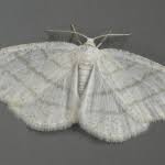 Attēlu rezultāti vaicājumam “Cabera pusaria male”