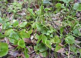 Attēlu rezultāti vaicājumam “Linaria loeselii fruit”