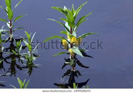 Attēlu rezultāti vaicājumam “Lysimachia thyrsiflora”