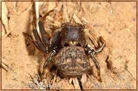 Attēlu rezultāti vaicājumam “Thomisidae”