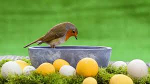 Attēlu rezultāti vaicājumam “Erithacus rubecula eggs”
