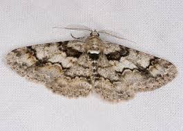 Attēlu rezultāti vaicājumam “Cleora cinctaria”