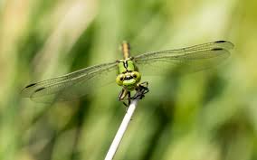 Attēlu rezultāti vaicājumam “Ophiogomphus cecilia”