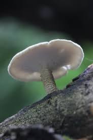 Attēlu rezultāti vaicājumam “Polyporus ciliatus”