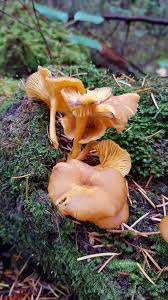 Attēlu rezultāti vaicājumam “Ceruchus chrysomelinus imago”