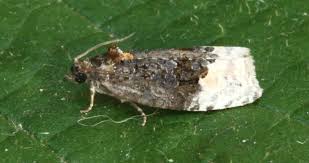 Attēlu rezultāti vaicājumam “Apotomis betuletana”