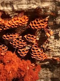 Attēlu rezultāti vaicājumam “Metatrichia vesparia”