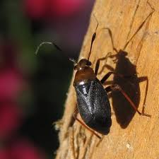 Attēlu rezultāti vaicājumam “Capsus ater”