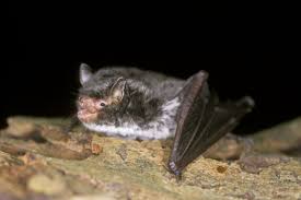 Attēlu rezultāti vaicājumam “Myotis daubentonii”