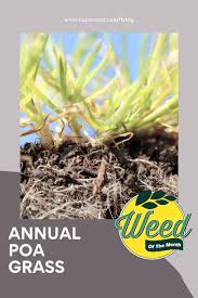 Attēlu rezultāti vaicājumam “Poa remota bud”