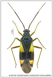 Attēlu rezultāti vaicājumam “Dryophilocoris flavoquadrimaculatus”