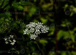 Attēlu rezultāti vaicājumam “Anthriscus sylvestris”