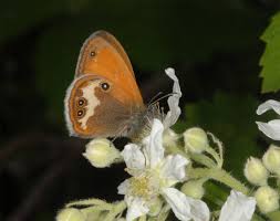 Attēlu rezultāti vaicājumam “Coenonympha arcania underside”