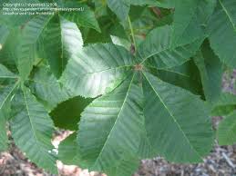 Attēlu rezultāti vaicājumam “Aesculus x hybrida leaf”
