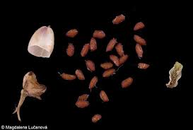 Attēlu rezultāti vaicājumam “Plantago major subsp. intermedia”