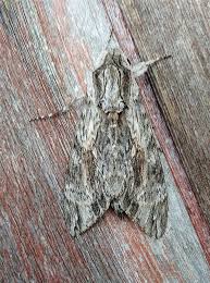 Attēlu rezultāti vaicājumam “Agrius convolvuli”