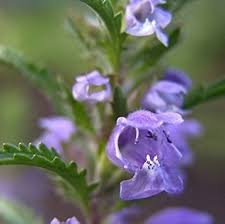 Image result for Dracocephalum moldavicum