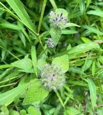 Attēlu rezultāti vaicājumam “Clinopodium vulgare leaf”
