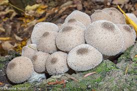 Attēlu rezultāti vaicājumam “Lycoperdon pyriforme”