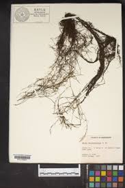 Attēlu rezultāti vaicājumam “Najas tenuissima”