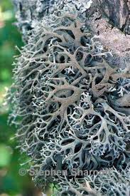 Attēlu rezultāti vaicājumam “Pseudevernia furfuracea”