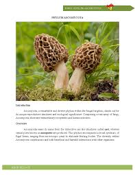 Attēlu rezultāti vaicājumam “Ascomycota”