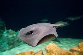 Image result for Pteroplatytrygon violacea