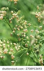 Attēlu rezultāti vaicājumam “Thalictrum minus”