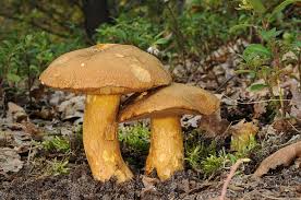 Attēlu rezultāti vaicājumam “Suillus variegatus”