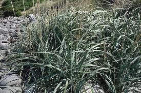 Attēlu rezultāti vaicājumam “Leymus arenarius”