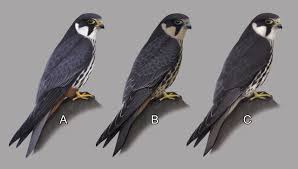 Attēlu rezultāti vaicājumam “Falco subbuteo”