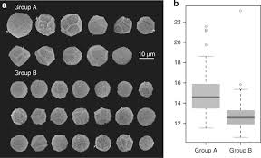 Attēlu rezultāti vaicājumam “Reticularia lobata spores”