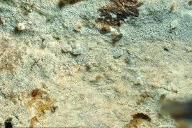 Attēlu rezultāti vaicājumam “Basidiodendron”