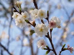 「香月さくら」の画像検索結果