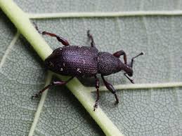 Attēlu rezultāti vaicājumam “Hylobius abietis”