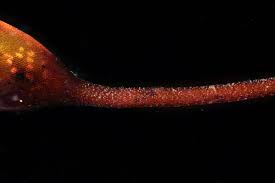 Attēlu rezultāti vaicājumam “Sciuro-hypnum populeum”