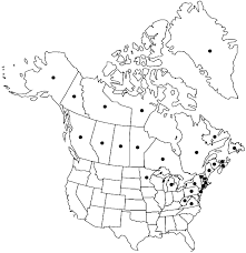 Attēlu rezultāti vaicājumam “Pseudobryum cinclidioides”
