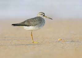 Image result for Tringa brevipes