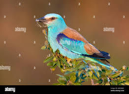 Attēlu rezultāti vaicājumam “Coracias garrulus adult”