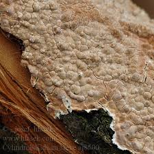 Attēlu rezultāti vaicājumam “Cylindrobasidium evolvens”