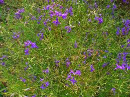 Attēlu rezultāti vaicājumam “Consolida regalis”