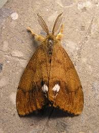 Attēlu rezultāti vaicājumam “Orgyia antiqua”