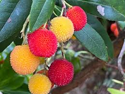 Attēlu rezultāti vaicājumam “Nardus stricta fruit”