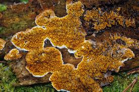 Attēlu rezultāti vaicājumam “Didymium serpula”