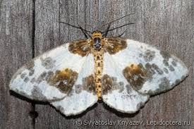 Attēlu rezultāti vaicājumam “Abraxas sylvata”