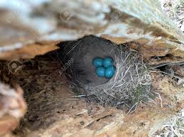 Attēlu rezultāti vaicājumam “Erithacus rubecula eggs”